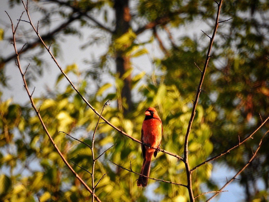 Northern Cardinal - ML647231976