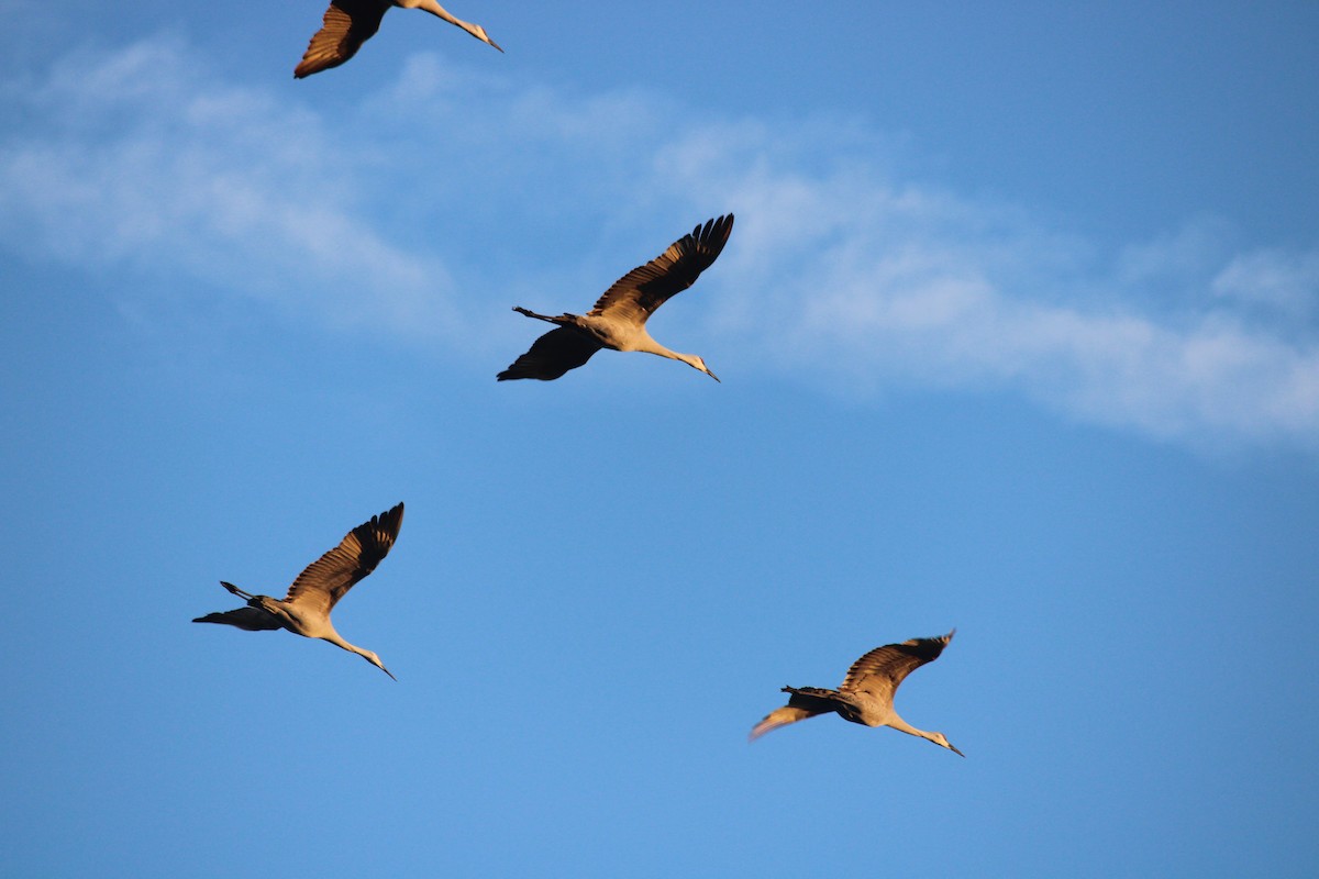 沙丘鶴 - ML647231977