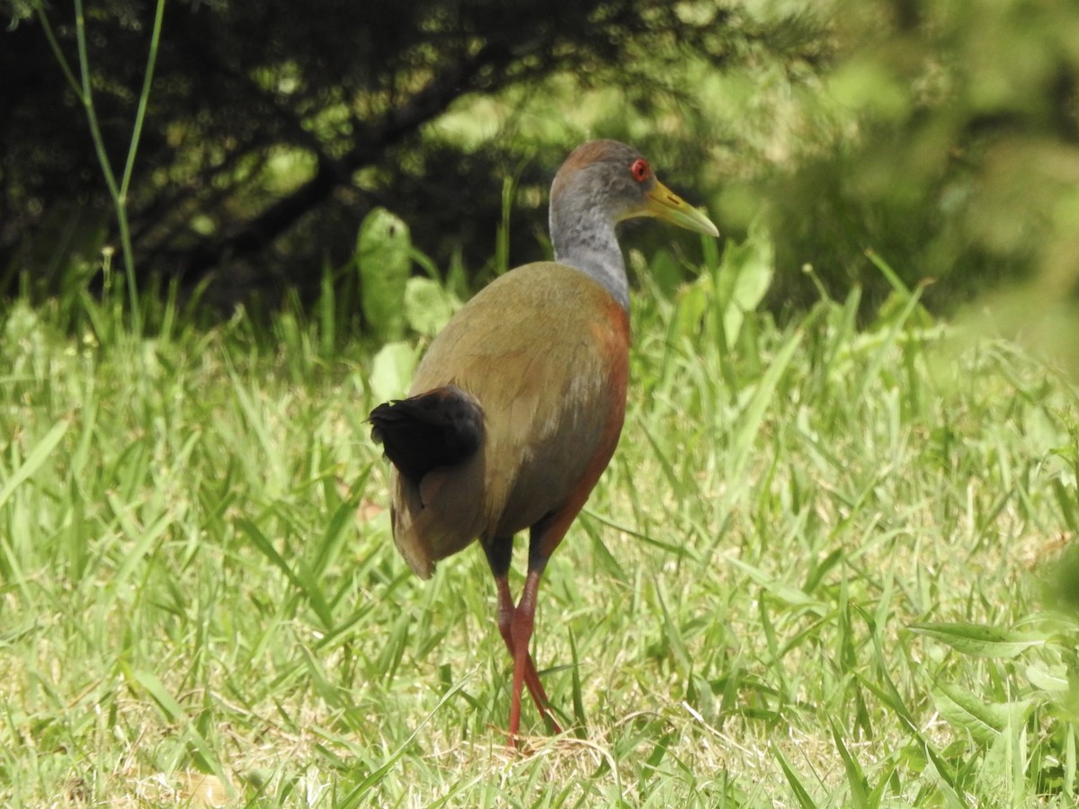 Gray-cowled Wood-Rail - ML647231978