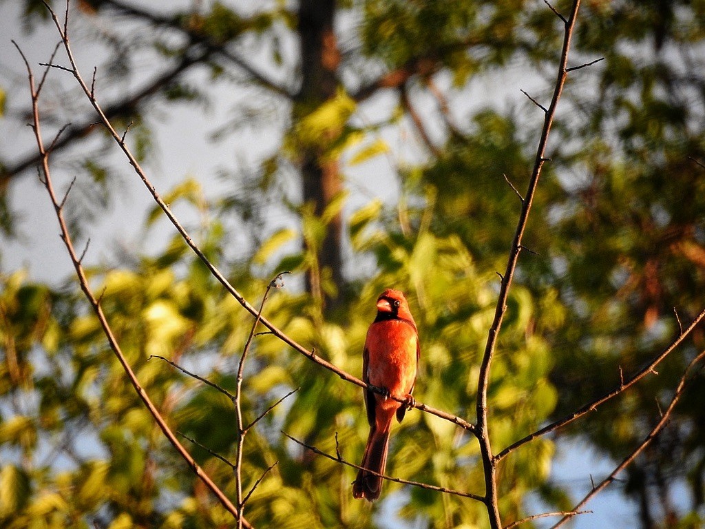 Northern Cardinal - ML647231980