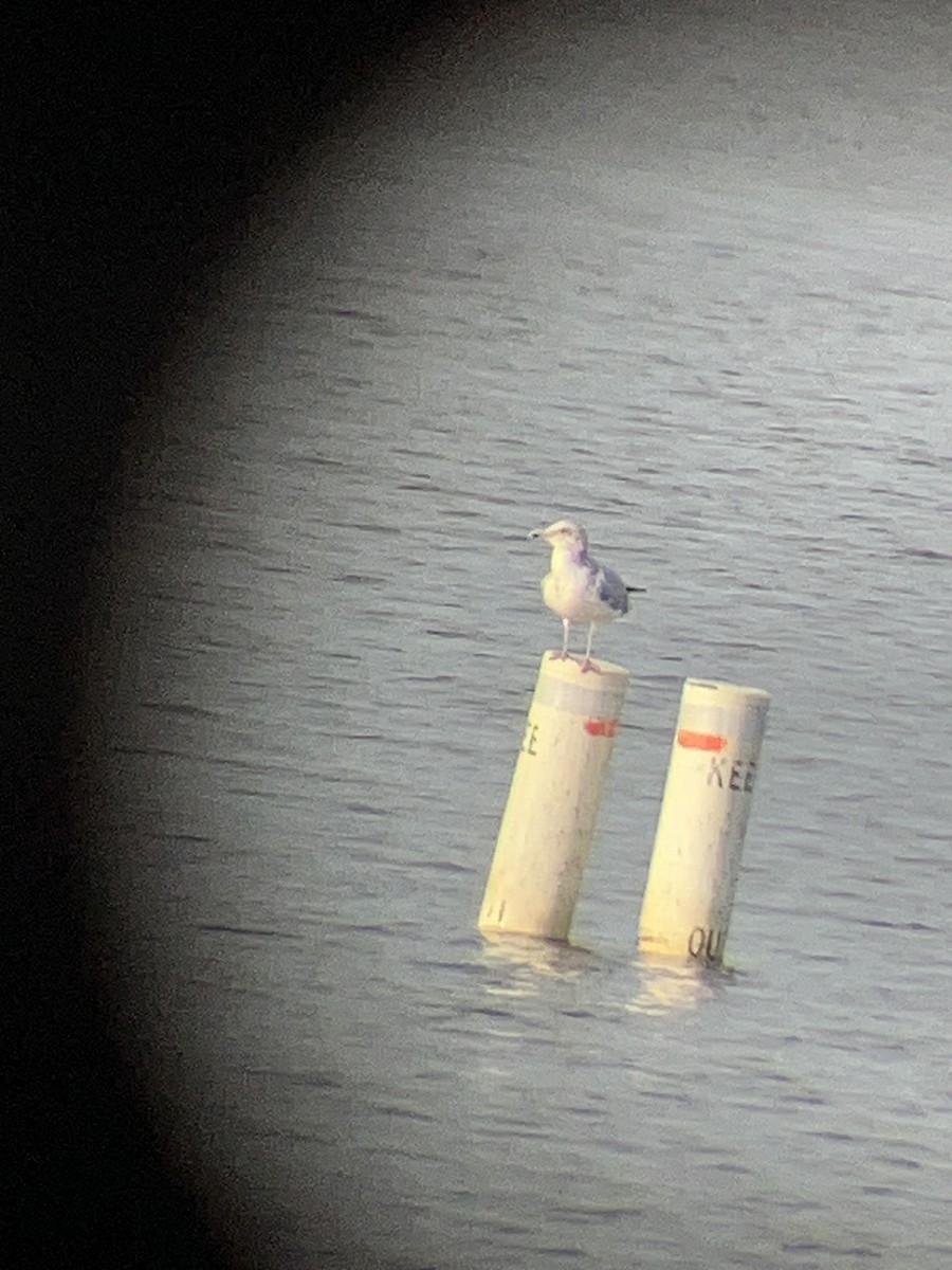 goéland ou mouette sp. - ML647231981