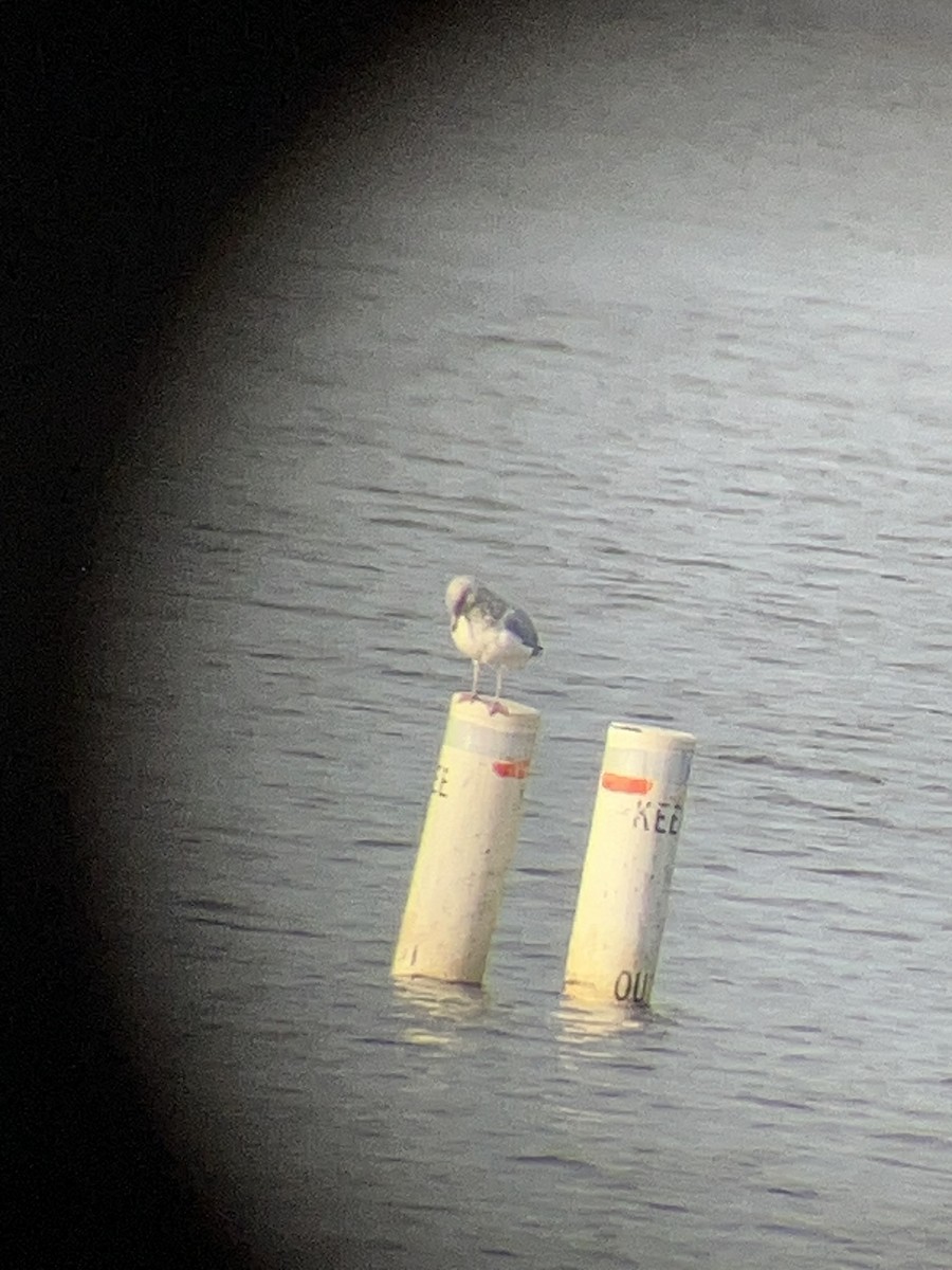 goéland ou mouette sp. - ML647231982