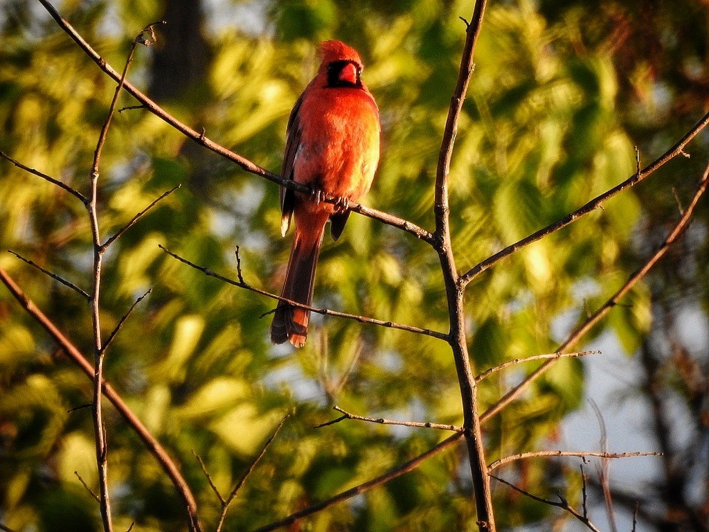 Northern Cardinal - ML647231984