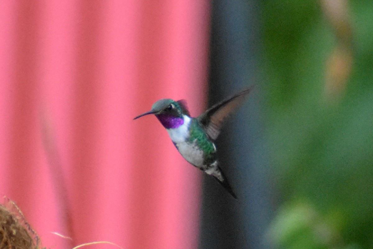 hvitbukkolibri - ML647231986