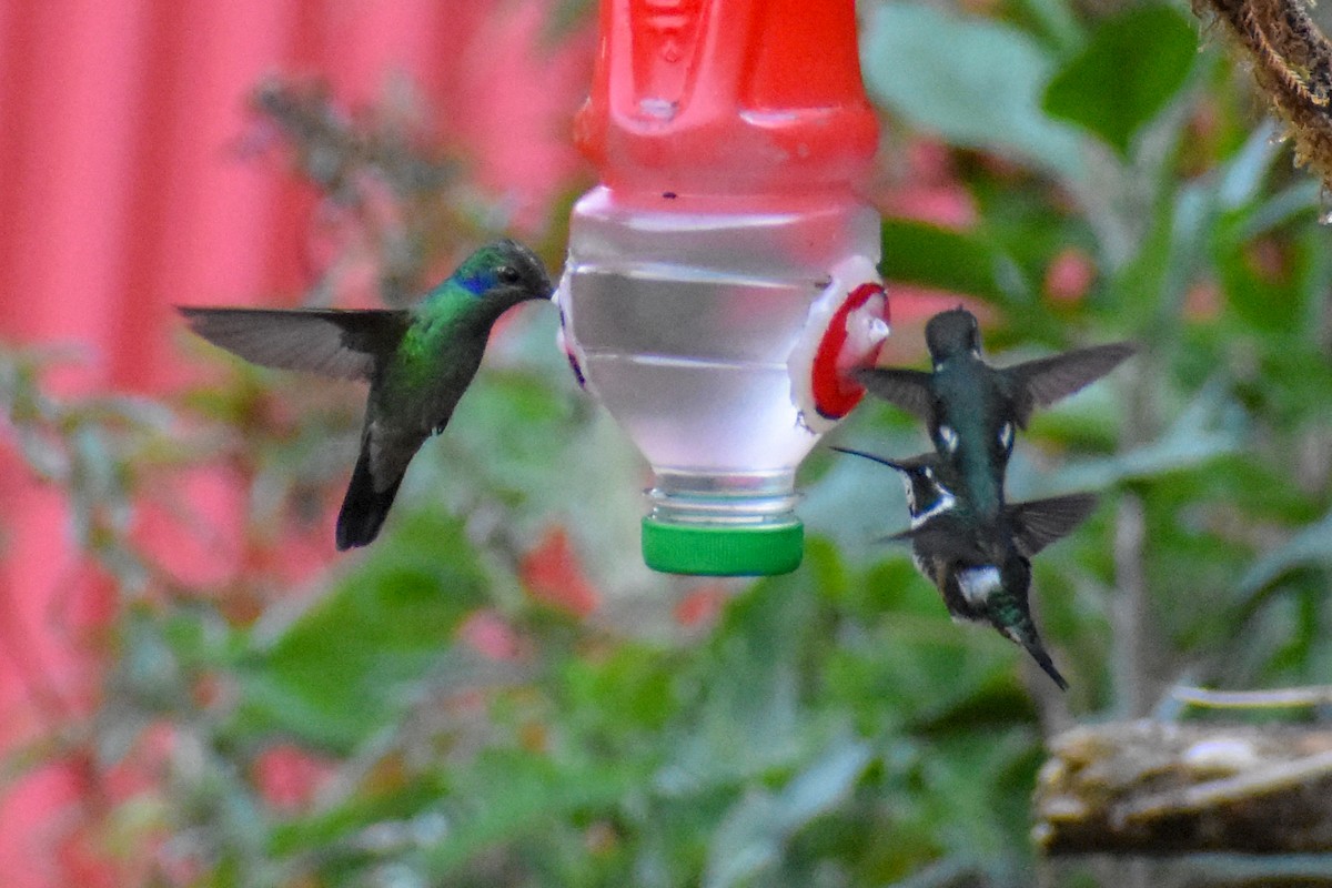 hvitbukkolibri - ML647231989