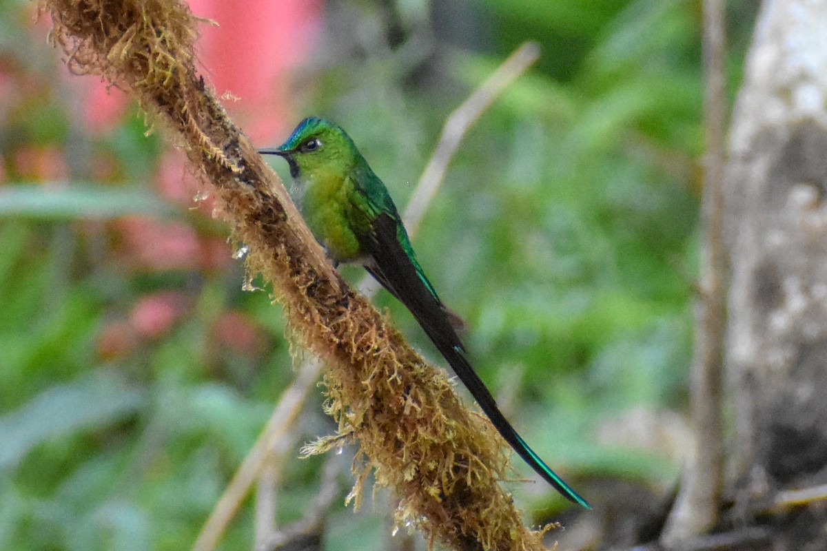 Long-tailed Sylph - ML647231991