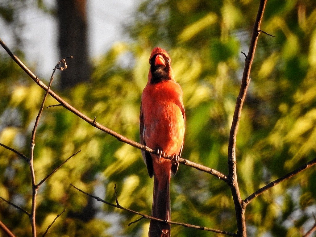 Northern Cardinal - ML647231994