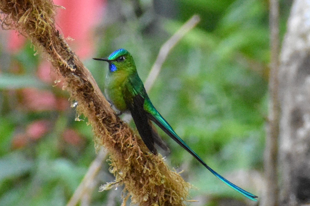 Long-tailed Sylph - ML647231995