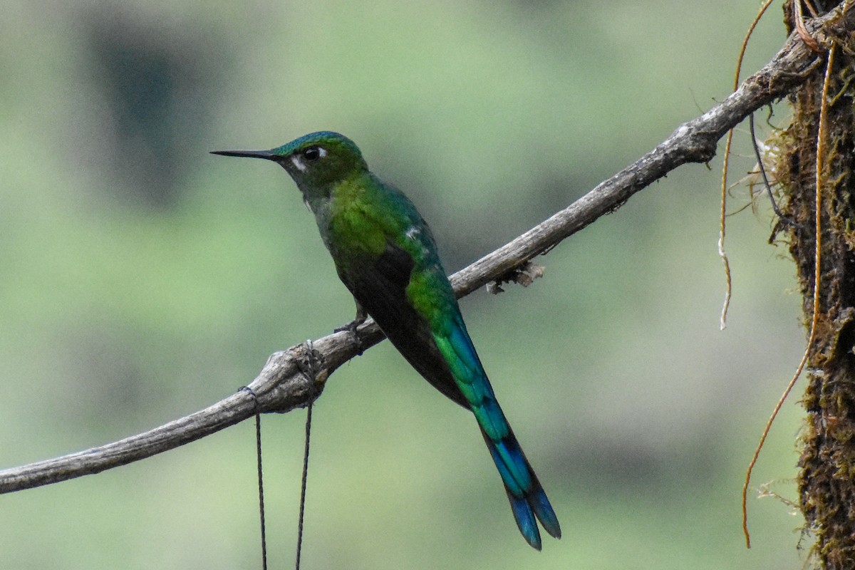 Long-tailed Sylph - ML647231997