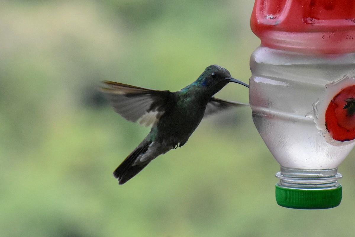 Колібрі синьочеревий - ML647231998