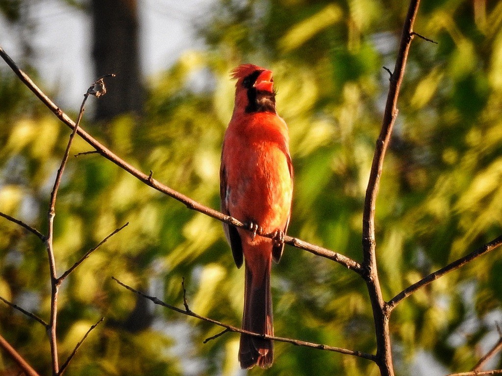 Northern Cardinal - ML647232009