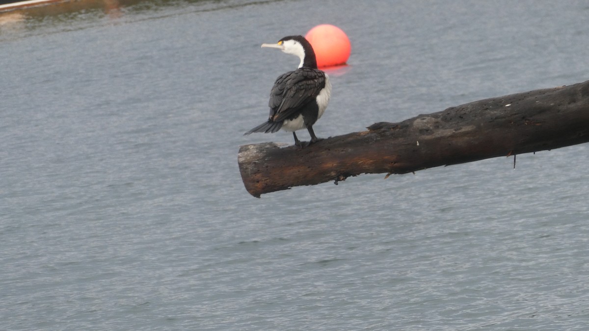 Pied Cormorant - ML647232010