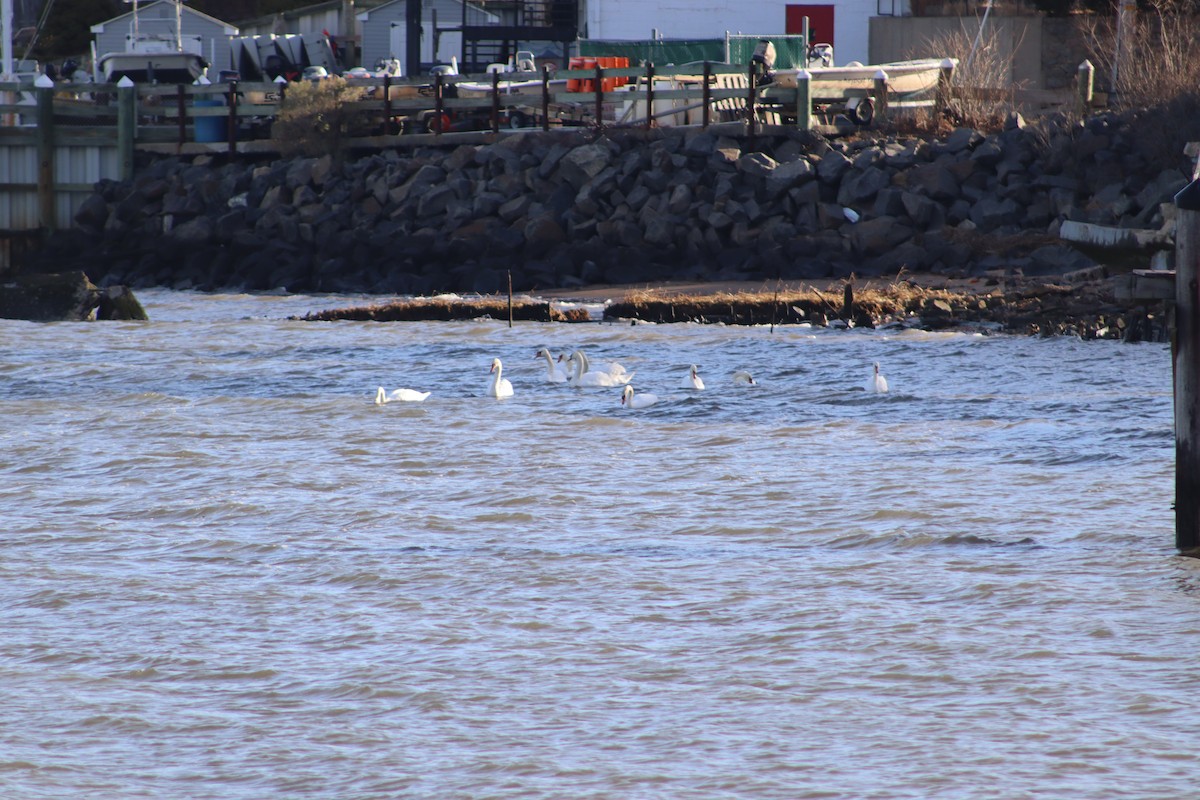Mute Swan - ML647232011