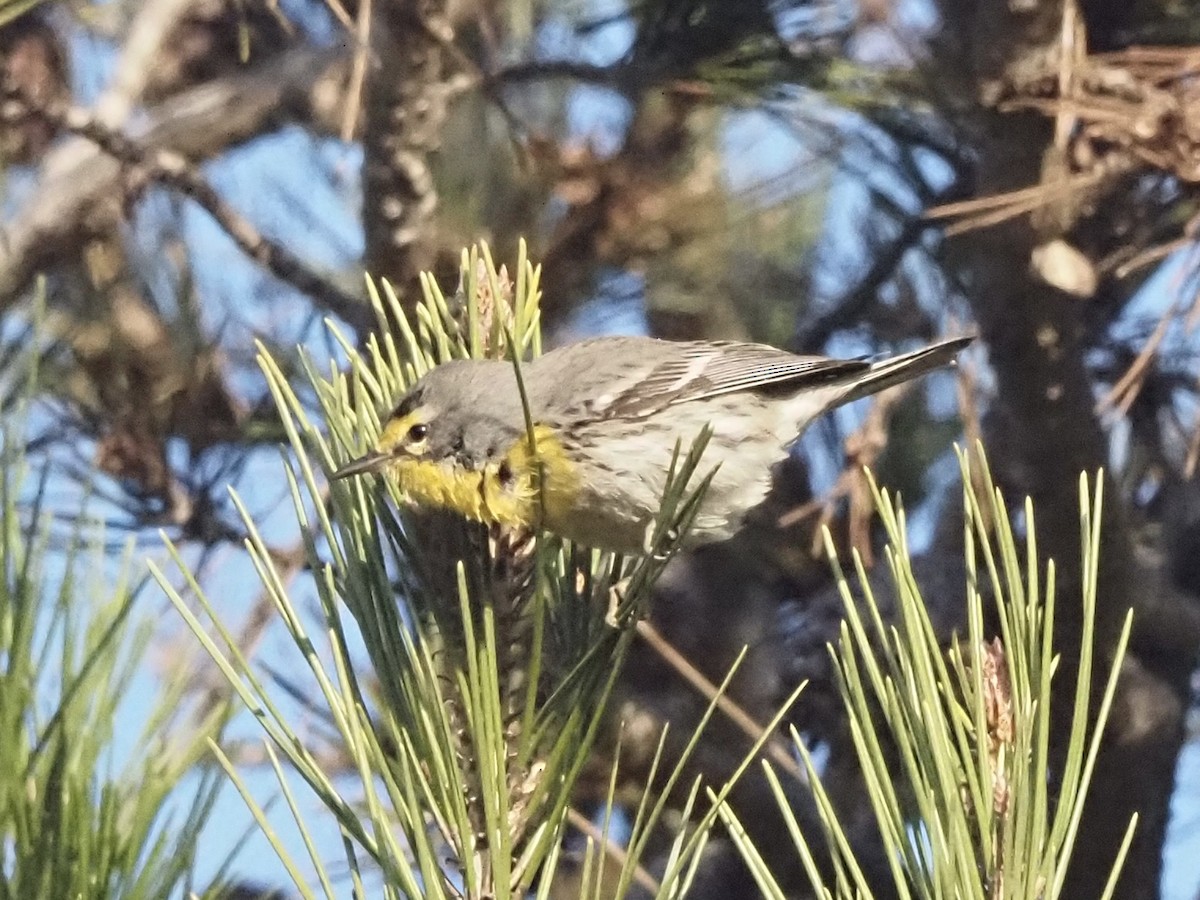 Grace's Warbler - ML647232012