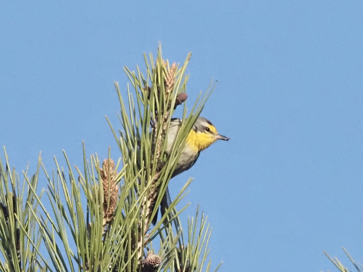 Grace's Warbler - ML647232013