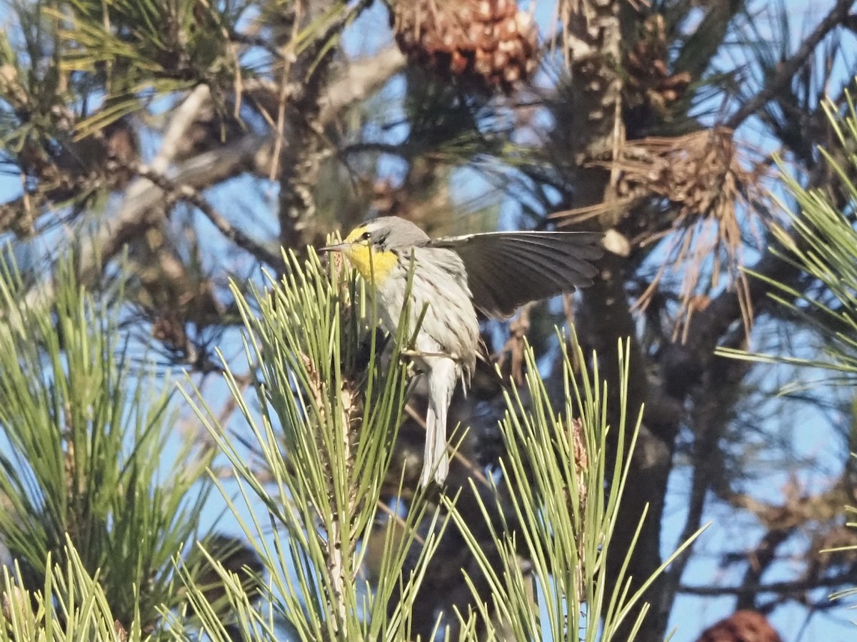 Grace's Warbler - ML647232014