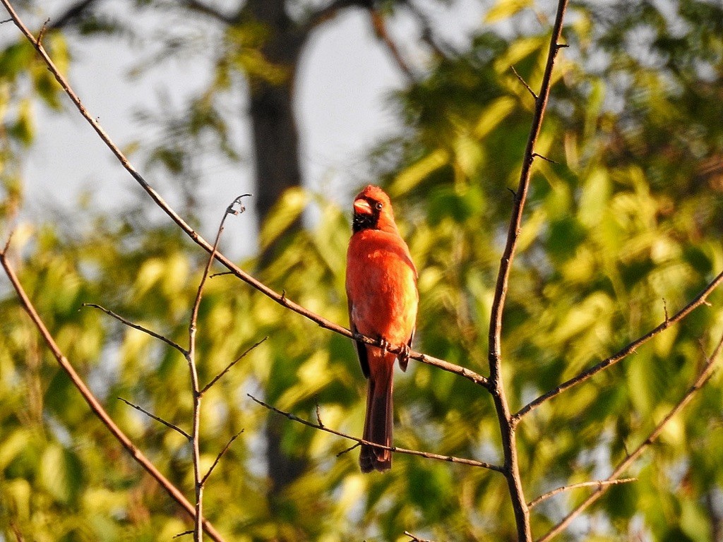 Northern Cardinal - ML647232015