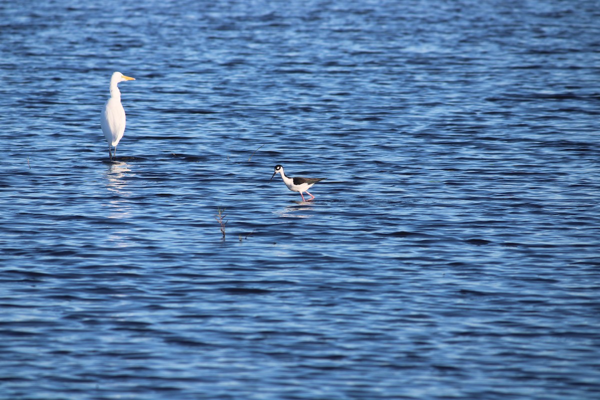 Black-necked Stilt - ML647232017
