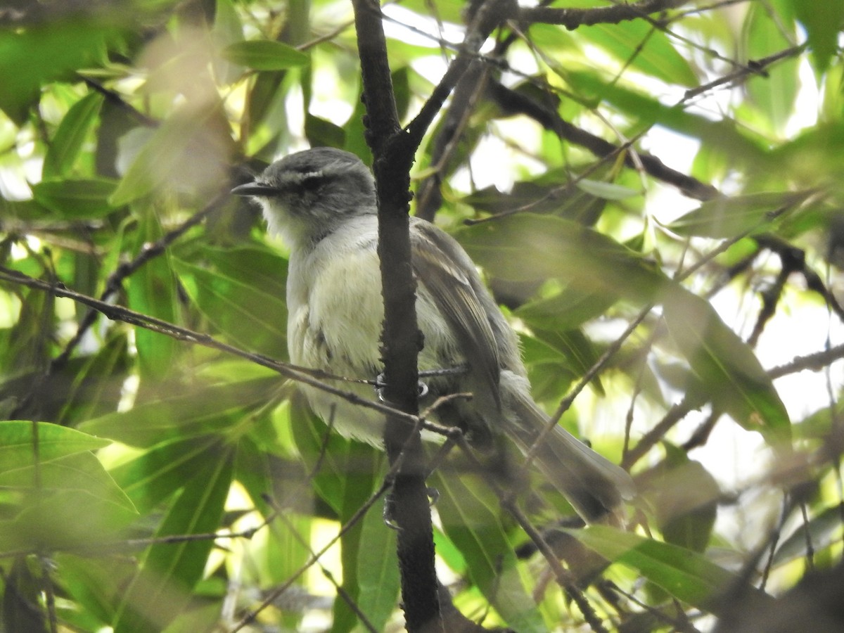 Southern Beardless-Tyrannulet - ML647232021