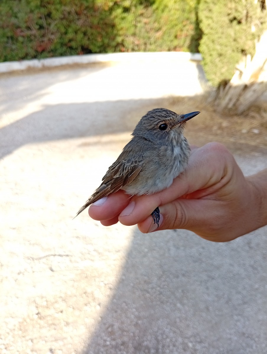 Spotted Flycatcher - ML647232025