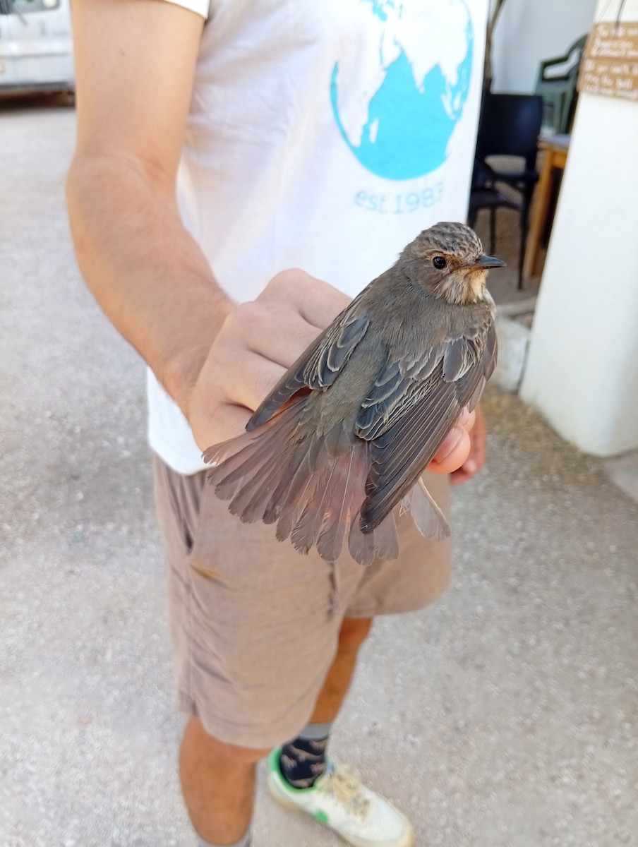Spotted Flycatcher - ML647232026