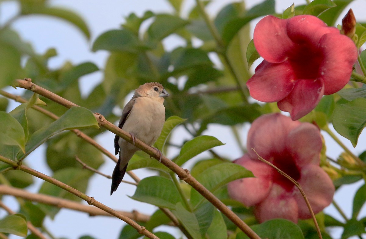 Indian Silverbill - ML647232031