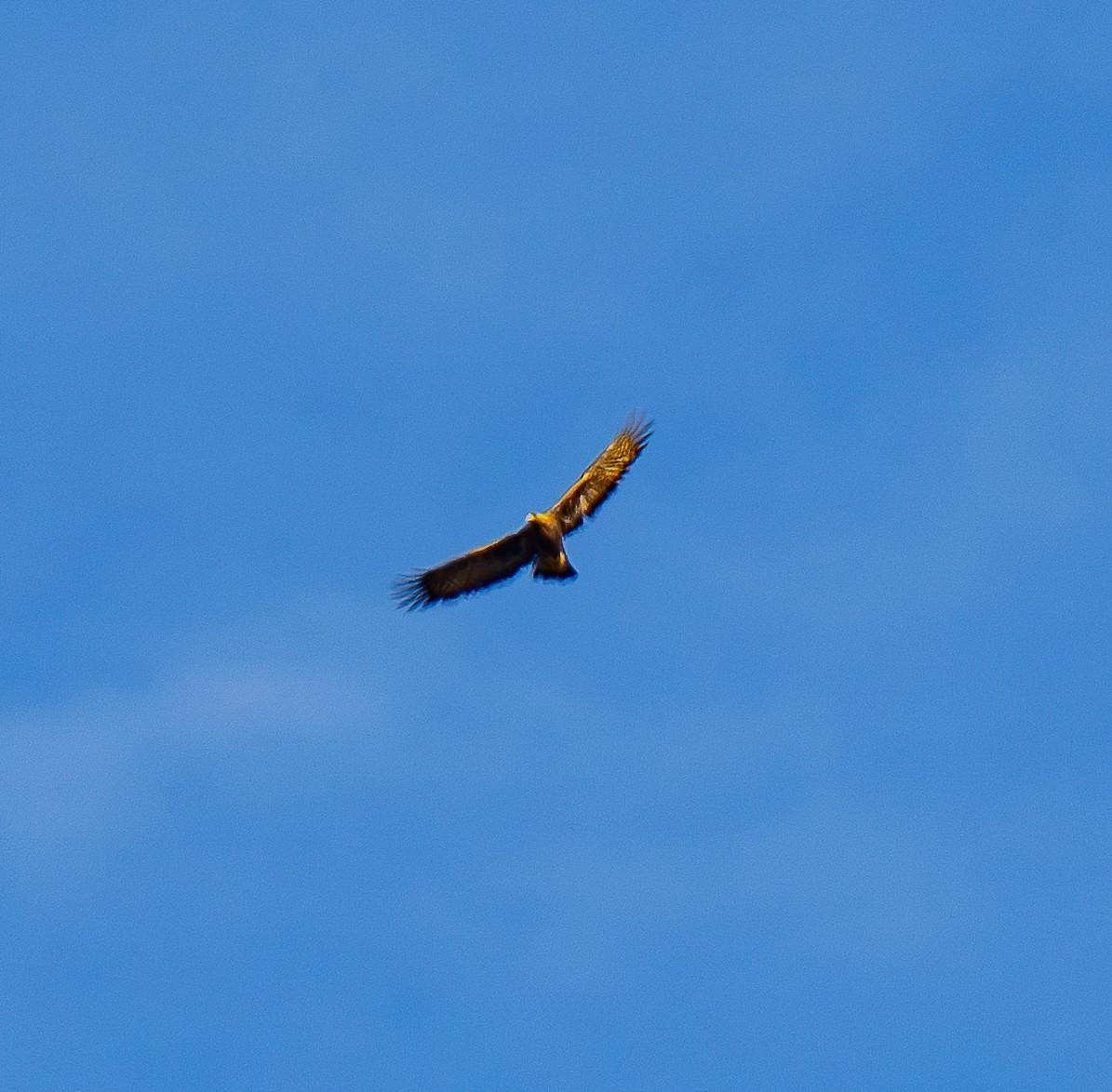 Golden Eagle - ML647232032