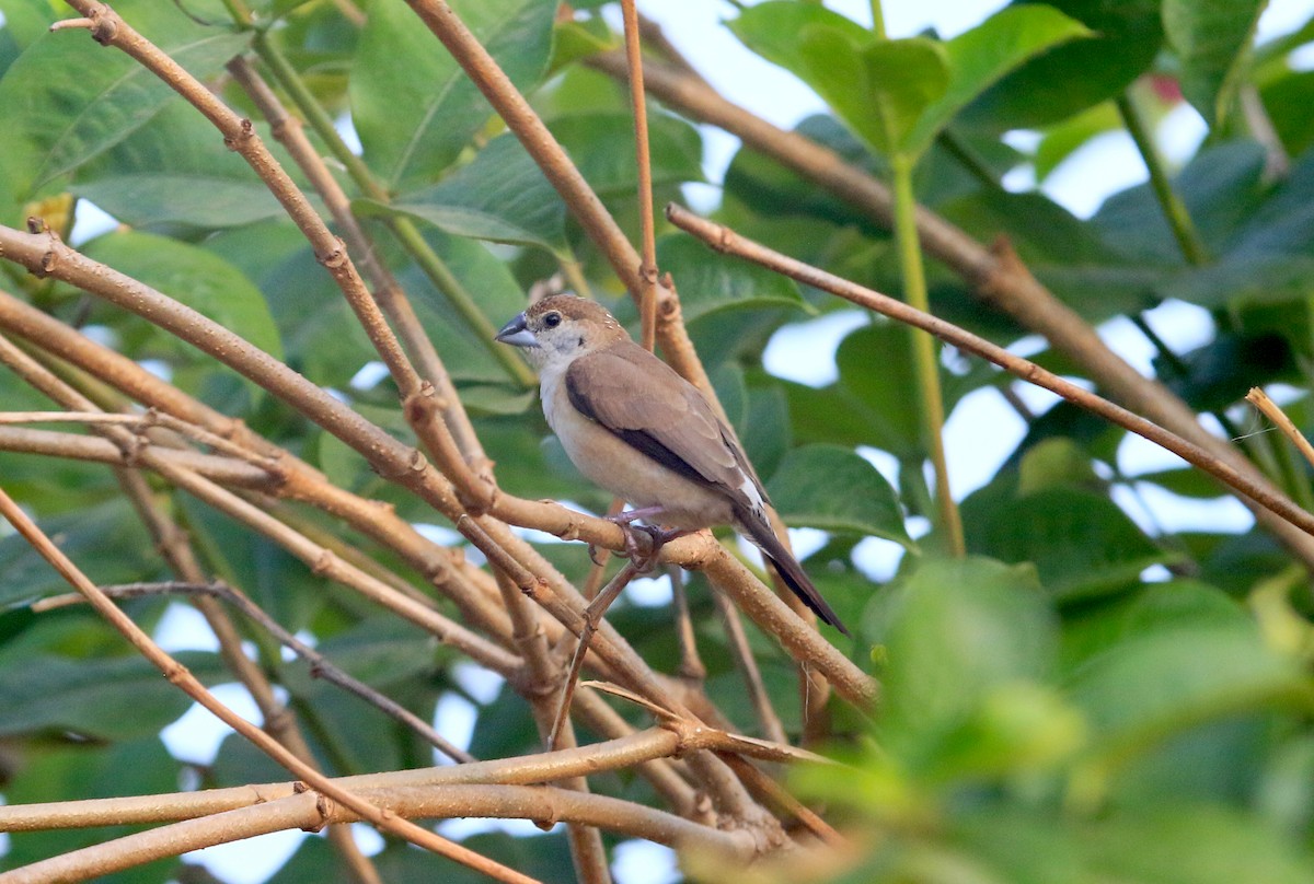 Indian Silverbill - ML647232033