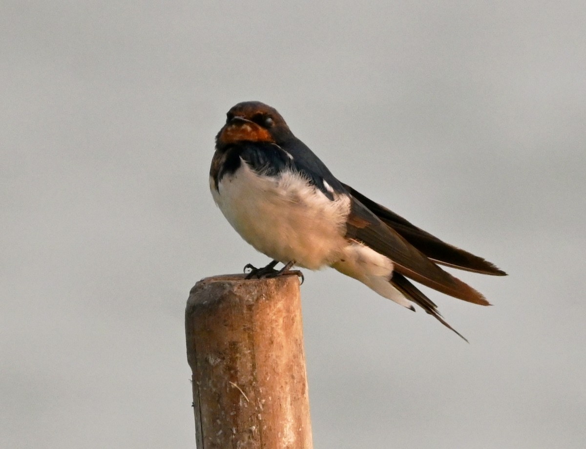 låvesvale - ML647232037