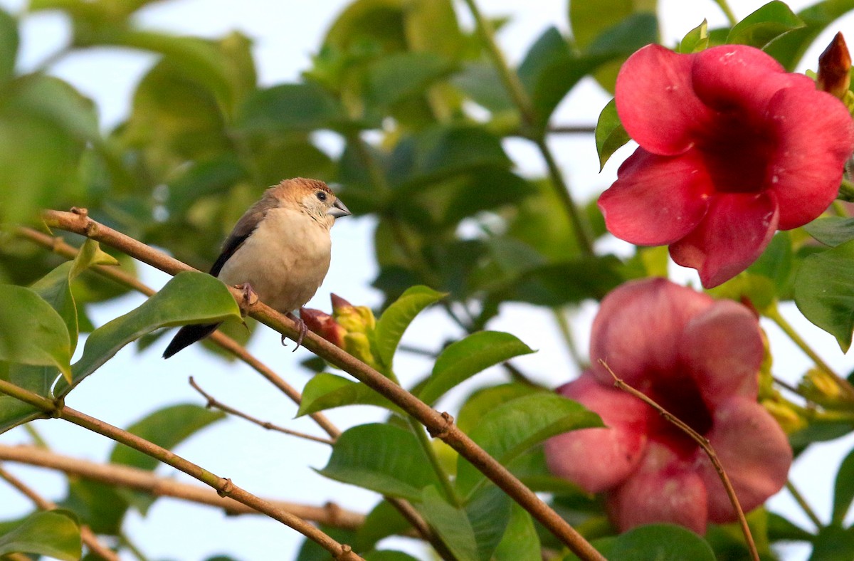Indian Silverbill - ML647232039