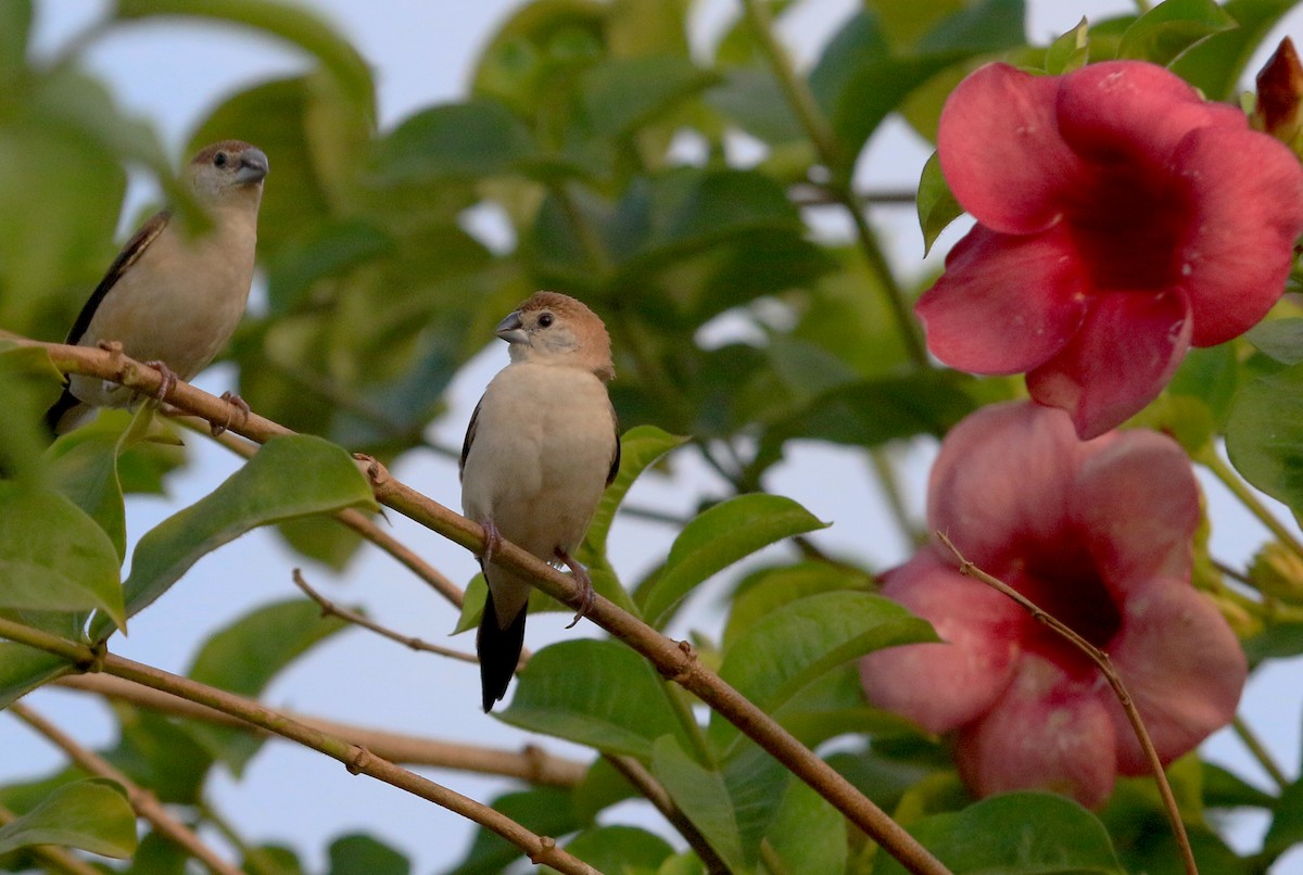 Indian Silverbill - ML647232041