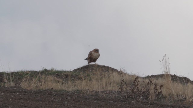 Busardo Moro - ML647232044