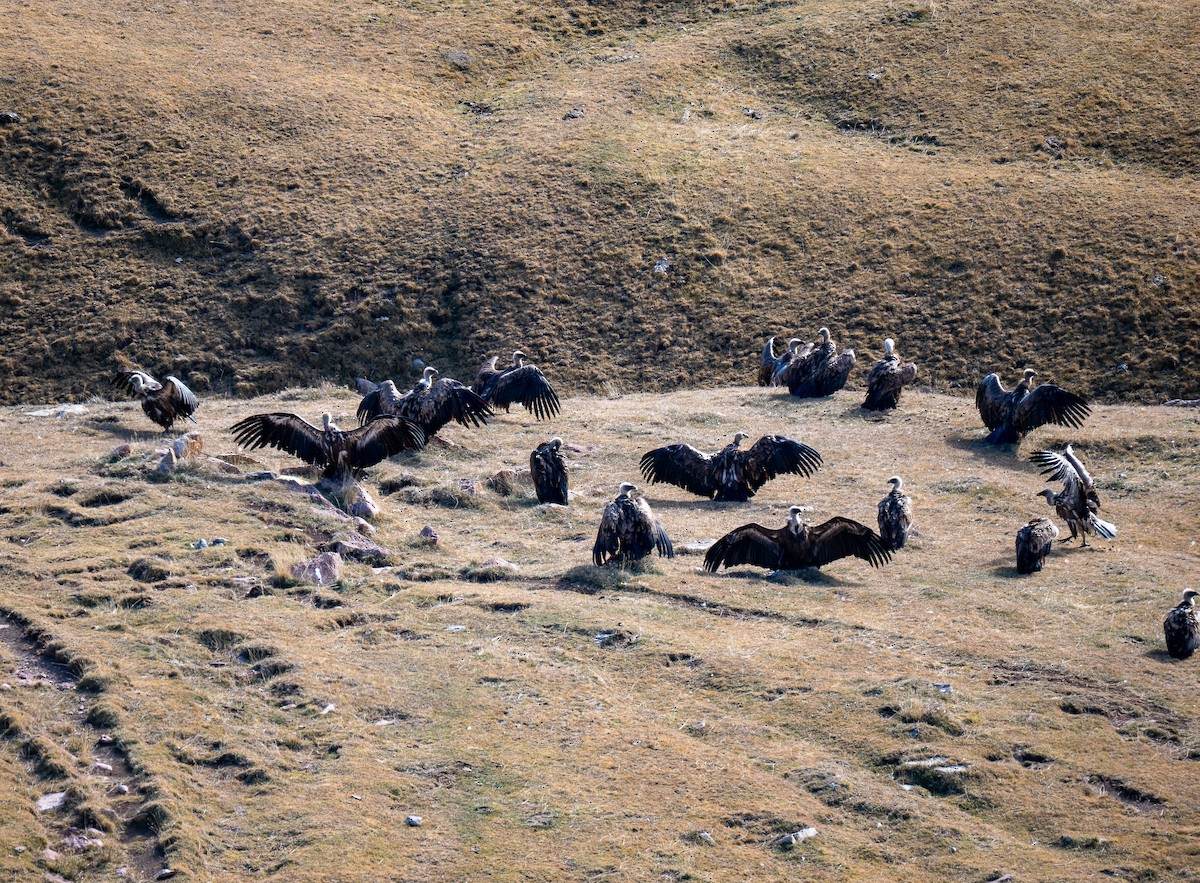 Eurasian Griffon - ML647232046