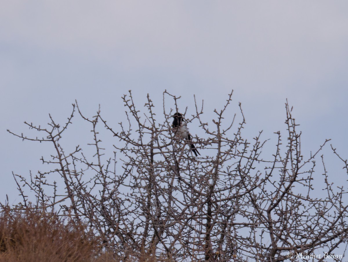 Eurasian Magpie - ML647232047
