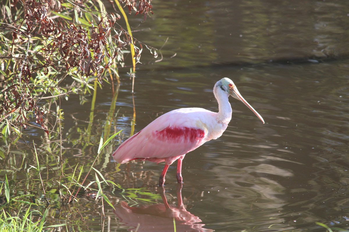 Roseate Spoonbill - ML647232048