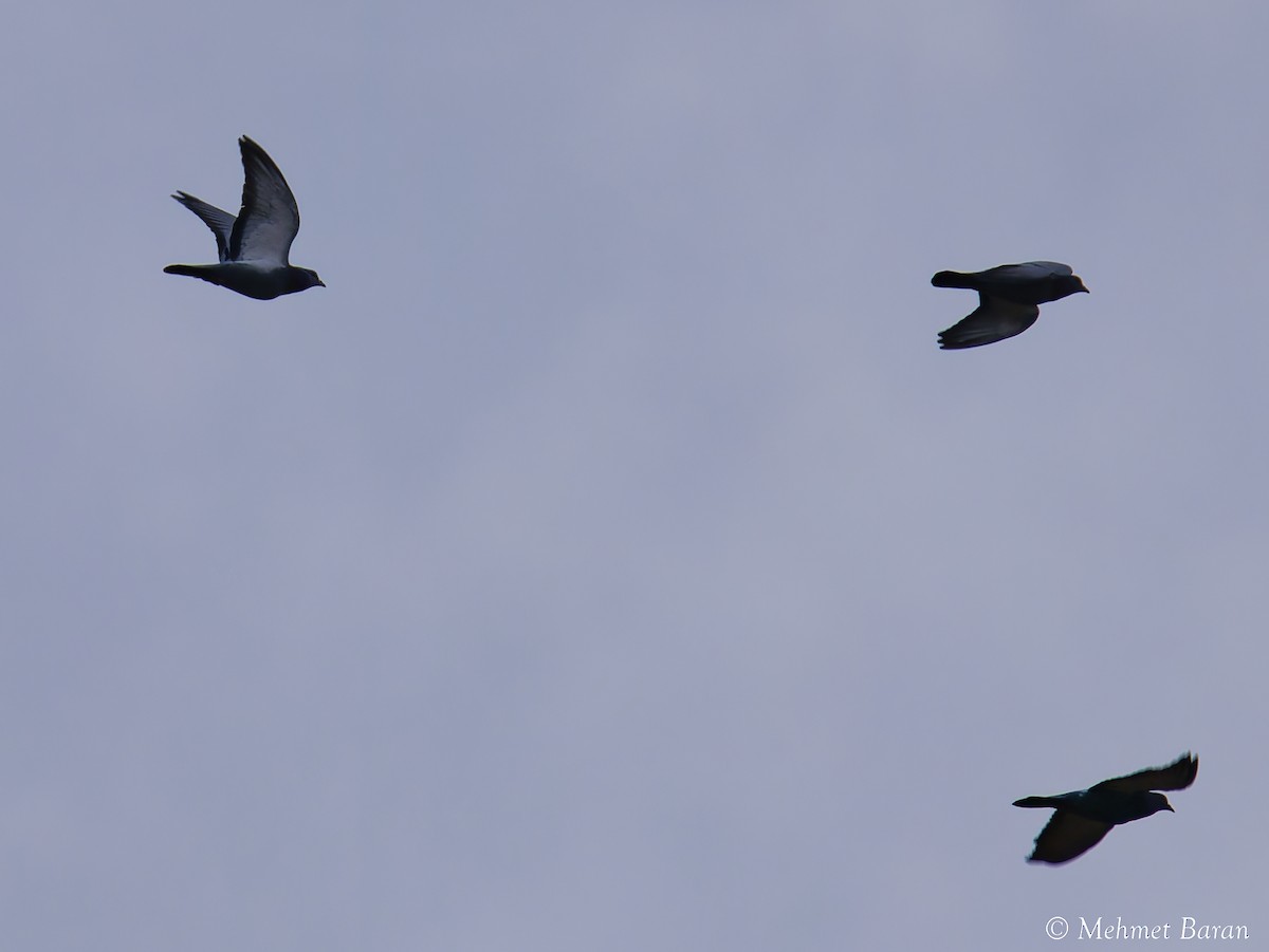 Rock Pigeon (Feral Pigeon) - ML647232051