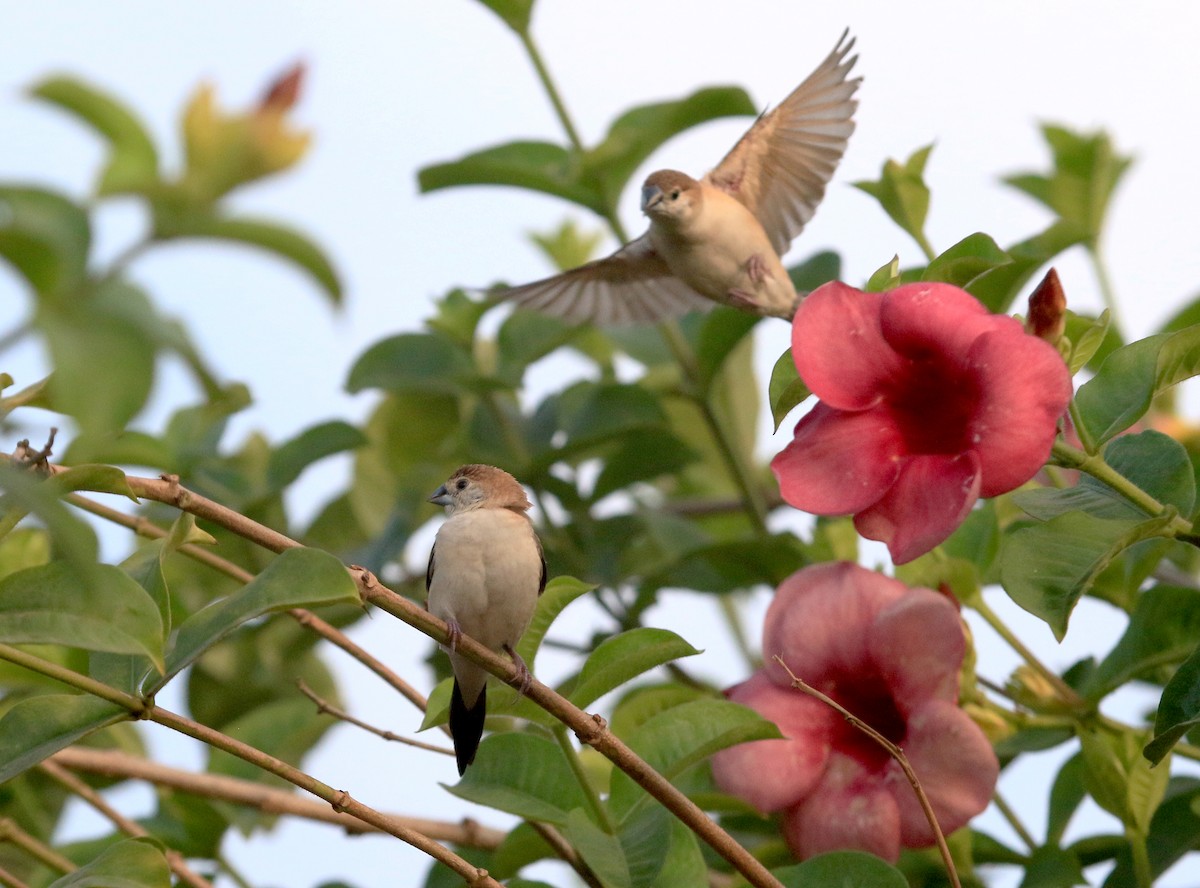 Indian Silverbill - ML647232052