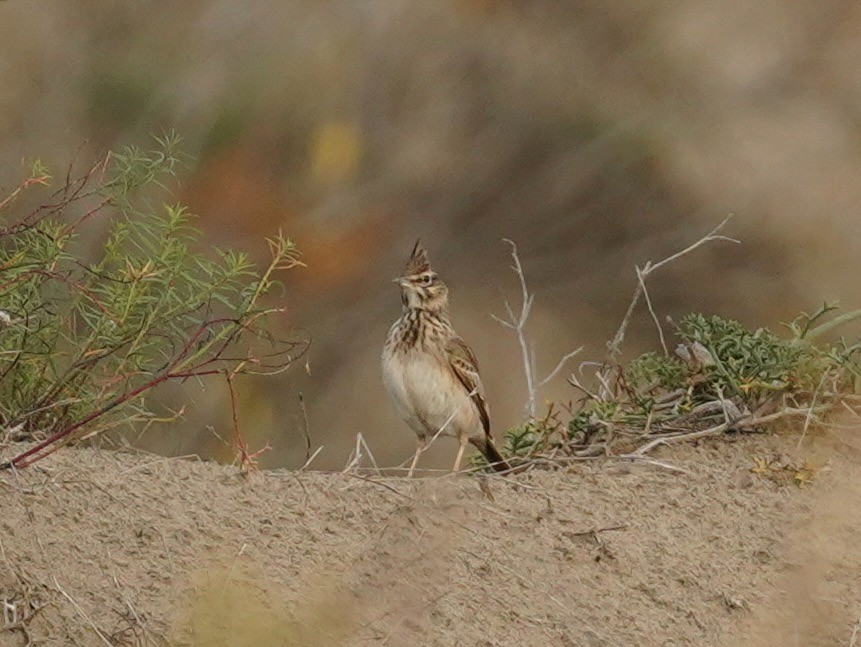 Crested Lark - ML647232053