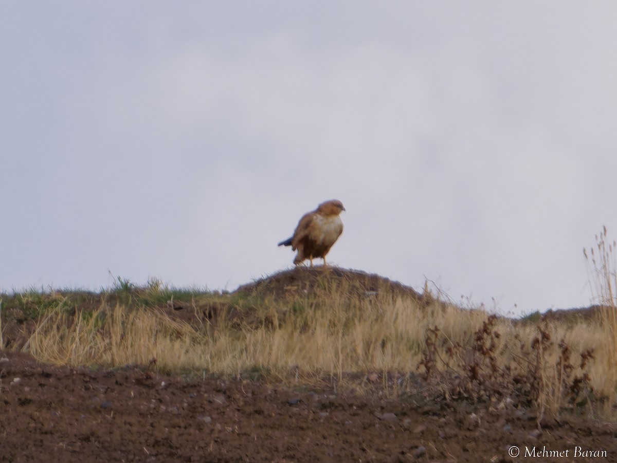 Long-legged Buzzard - ML647232054