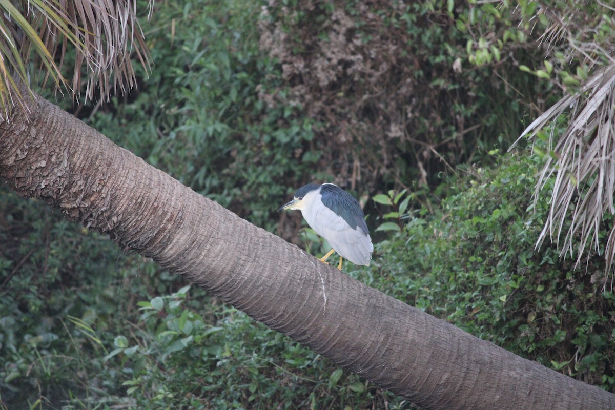 Black-crowned Night Heron - ML647232055