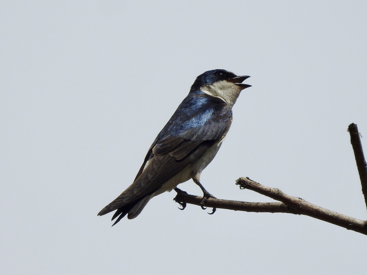 White-rumped Swallow - ML647232056