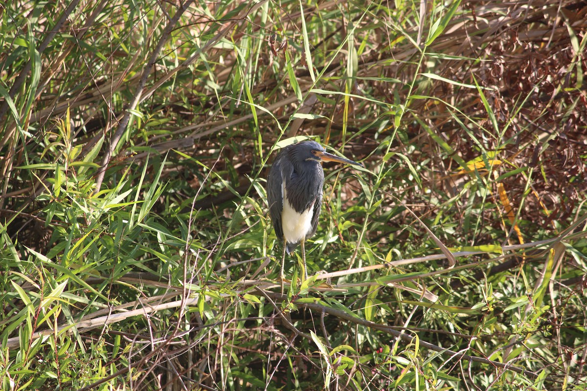Tricolored Heron - ML647232060