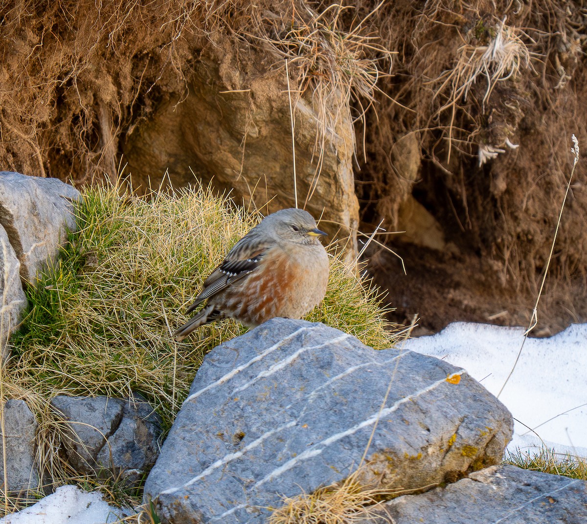 Alpine Accentor - ML647232061