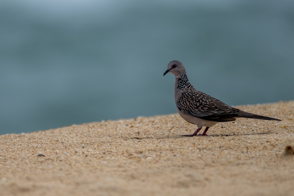 Spotted Dove - ML647232062