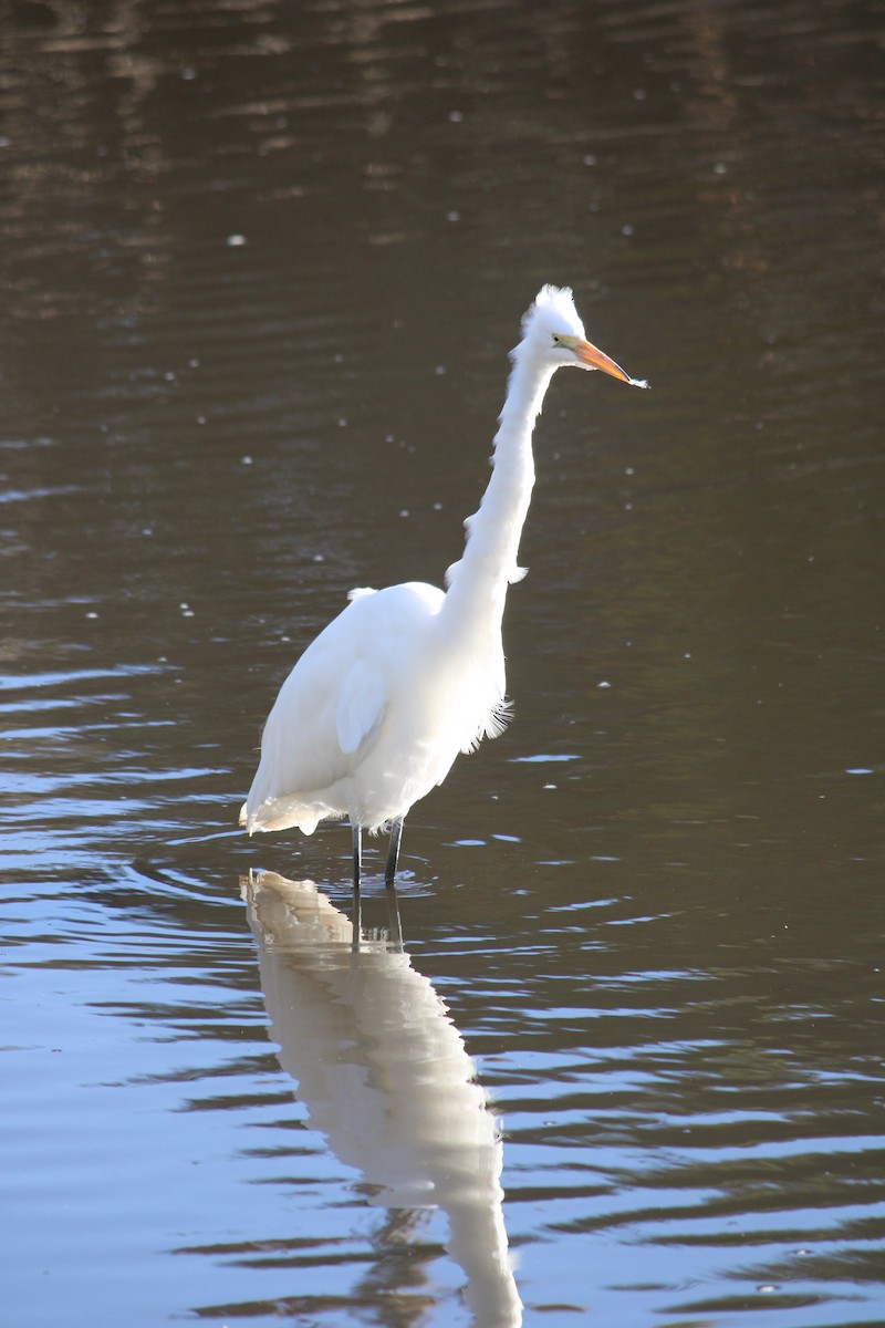 Great Egret - ML647232063