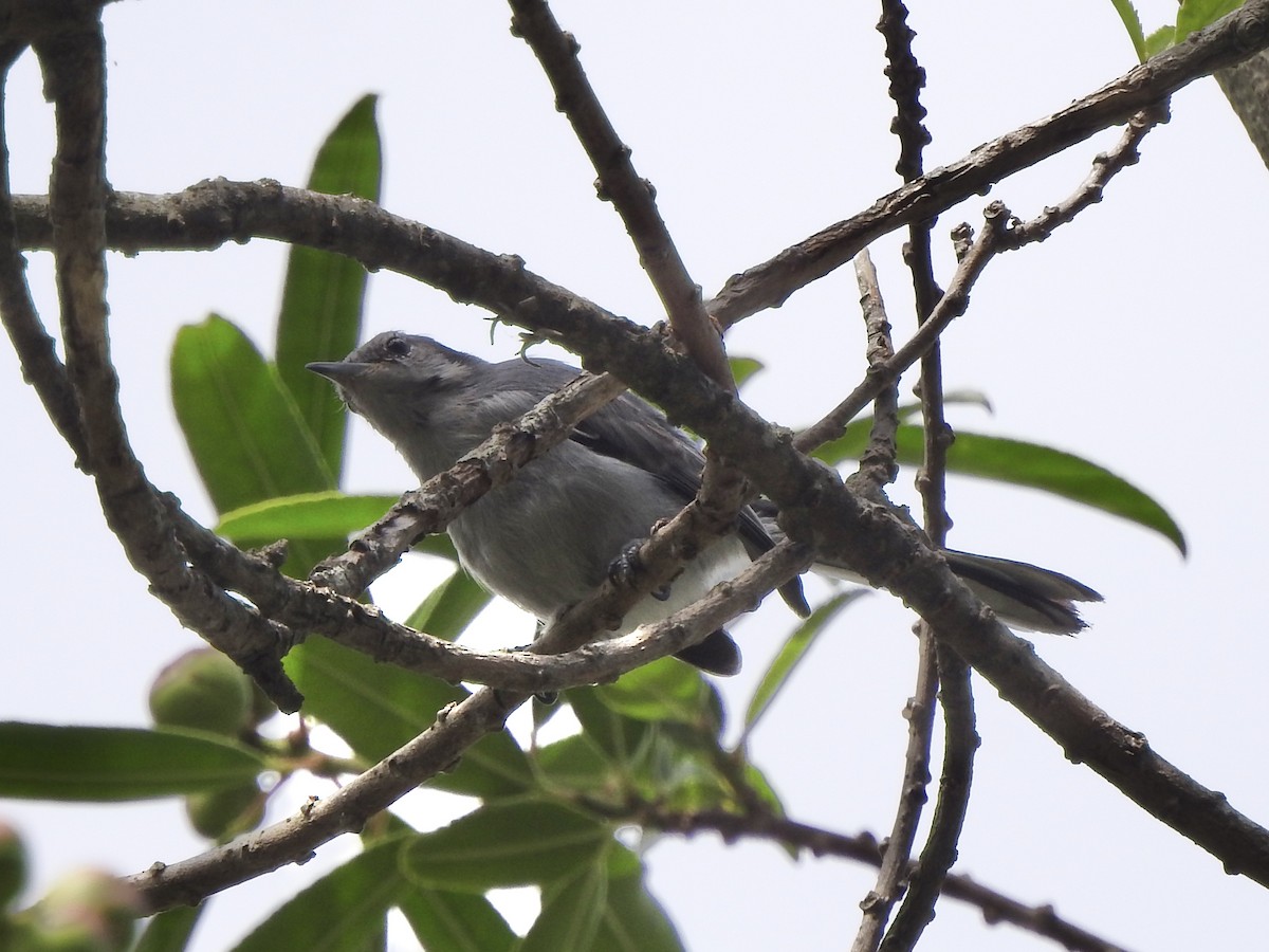 ミミグロブユムシクイ - ML647232064