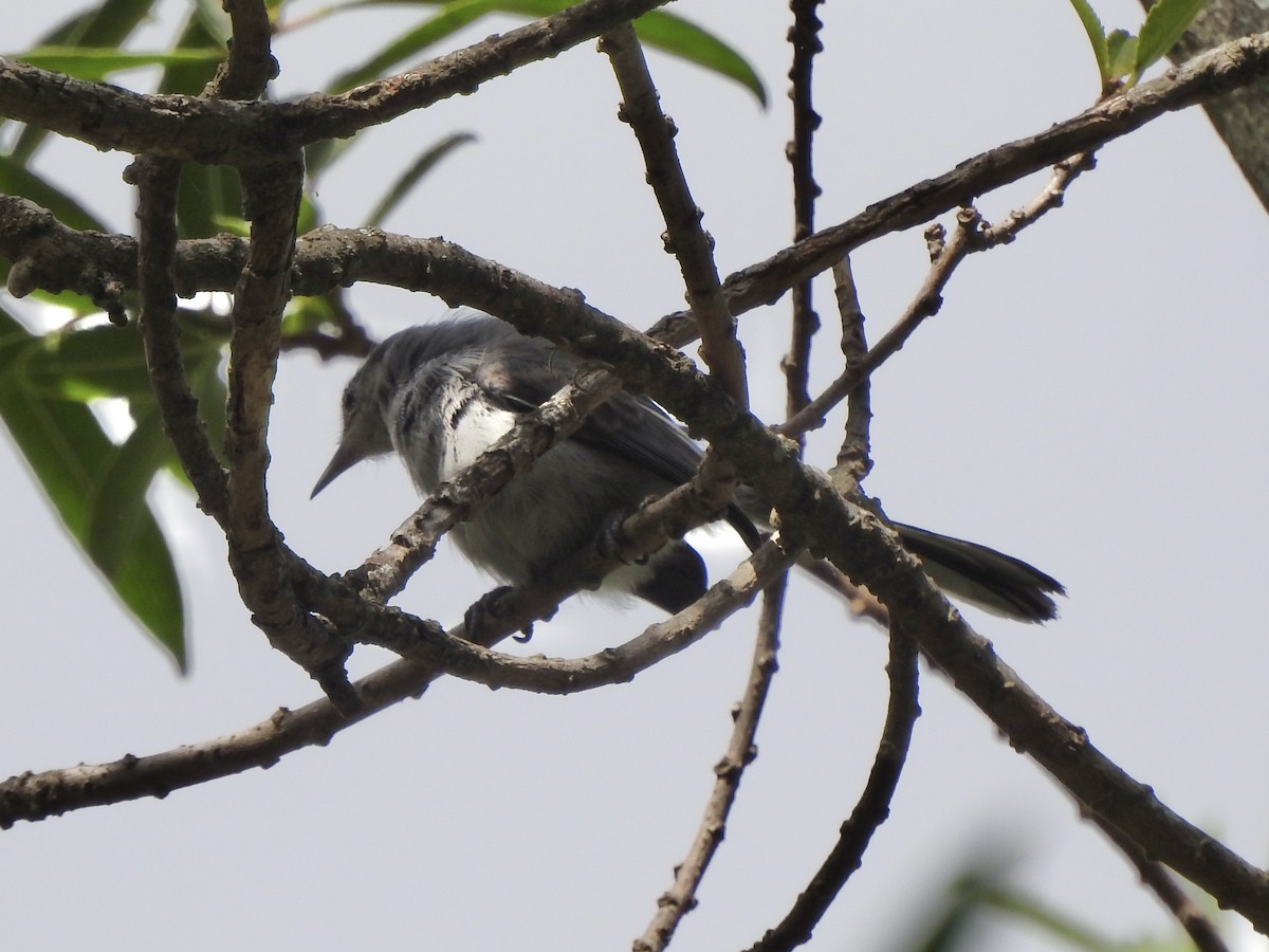 ミミグロブユムシクイ - ML647232065