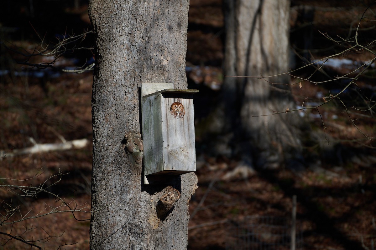 Eastern Screech-Owl - ML647232068