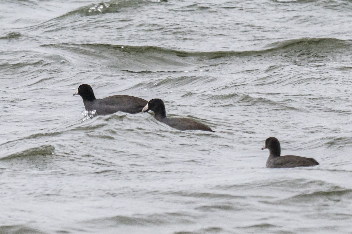 American Coot - ML647232069