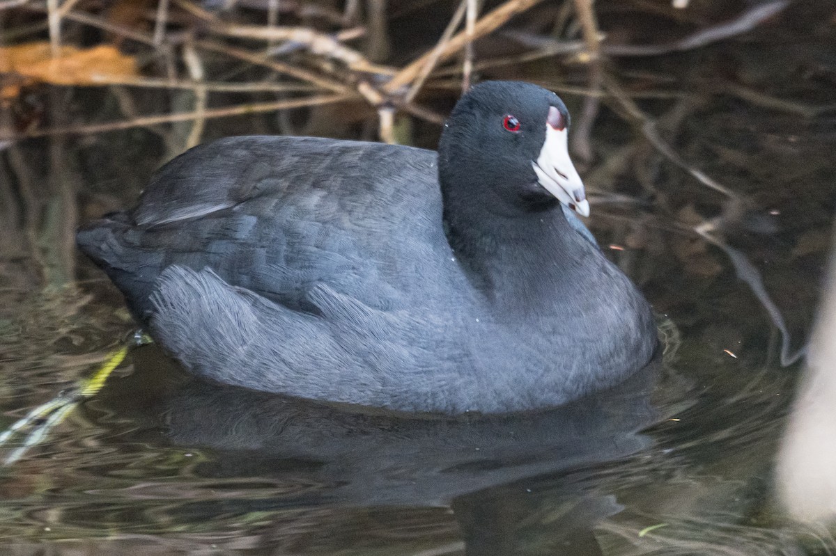 American Coot - ML647232071